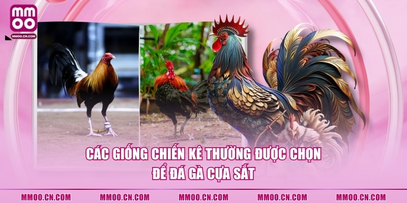 Các giống chiến kê thường được chọn để đá gà cựa sắt