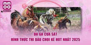 Đá Gà Cựa Sắt - Hình Thức Thi Đấu Chọi Kê Hot Nhất 2025